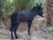 Cute alone black donkey between palms in Morocco