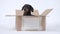 Cute alone dachshund dog sitting in cardboard box with sign for text, waiting for adoption in animal shelter, white
