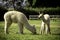 Cute alpaca babies eating grass