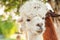 Cute alpaca with funny face relaxing on ranch in summer day. Domestic alpacas grazing on pasture in natural eco farm countryside