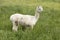Cute alpaca in the grass