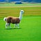 A cute alpaca herd grazes on green grass generated