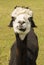cute alpaca portrait