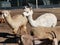 Cute alpacas with goats on a farm