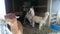 Cute alpacas and llama enjoying snowfall