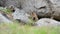 Cute alpin Marmot sitting under a stone, europe, swiss