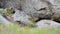 Cute alpin Marmot sitting under a stone, europe, swiss