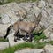 Cute alpine ibex baby