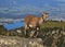 Cute alpine ibex baby