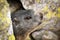 Cute alpine marmot hiding between rocks in summer mountains