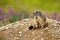 Cute alpine marmot sitting on a heap of stones near den and looking aside