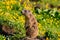 Cute Alpine marmot standing guarding as sentinel