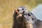 Cute Alpine Marmots Eating Carrots