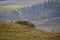 Cute Alpine marmots resting on the grass of the Alps with a pathway on the blurred background