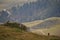 Cute Alpine marmots resting on the grass of the Alps with a pathway on the blurred background