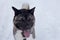 Cute american akita with lolling tongue is standing on a white snow. Great japanese dog. Pet animals