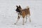 Cute american akita puppy is walking in the winter park. Pet animals