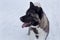 Cute american akita is standing on a white snow. Close up. Great japanese dog. Pet animals