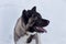 Cute american akita is standing on a white snow. Great japanese dog. Pet animals