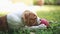 Cute American Bulldog puppy playing with red ball on the grass