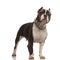 Cute american bully with chain collar standing