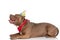 Cute american bully dog with birthday hat and bandana looking to side