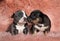 Cute American bully puppies kissing each other