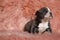 Cute American Bully puppy sitting while looking up and begging