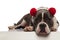 Cute american bully with red earmuffs lying near edge