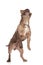 Cute american bully standing on hind legs and looking up
