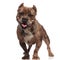 Cute american bully sticking out tongue on white background