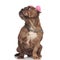 Cute american bully wearing pink earmuffs and looking up