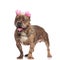 Cute american bully wearing pink earmuffs and silver collar
