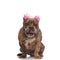 Cute american bully wearing pink earmuffs and silver collar