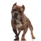 Cute american bully wearing silver collar on white background