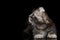 Cute American Curl Kitten with Twisted Ears Black Background