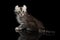 Cute American Curl Kitten with Twisted Ears Black Background