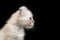 Cute American Curl Kitten with Twisted Ears Isolated Black Background