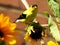 Cute American Goldfinch Bird Looking And Eating Sunflower Seeds In A Garden