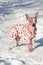 Cute american hairless terrier in beautiful suit is standing on a white snow. Pet animals.