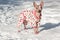 Cute american hairless terrier in beautiful suit is standing on a white snow. Pet animals.