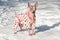 Cute american hairless terrier in beautiful suit is standing on a white snow. Pet animals.