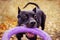 Cute American pit bull terrier dog with puller toy in teeth in the autumn park. Young playful dog pulls toy