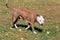 Cute american pit bull terrier puppy is walking on a green grass in the autumn park. Pet animals.