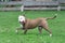 Cute american pit bull terrier puppy is walking on a green grass in the summer park. Pet animals.