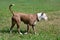 Cute american pit bull terrier puppy is walking on a green grass in the summer park. Pet animals