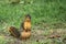 Cute American red squirrel sitting on hind legs with green soft focus grass behind