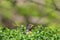 Cute American robin portrait with bird poking head out of green bushes / shrub with some purple flowers - taken near the Minnehaha