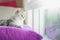 Cute American Shorthair cat lying on pillow and looking