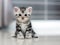 Cute American shorthair kitten